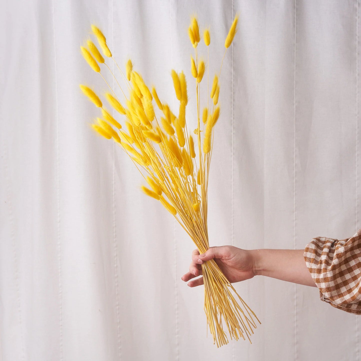 Dried Bunny Tail Grass