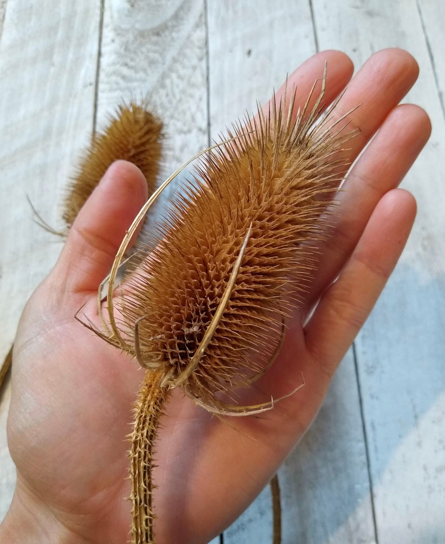 Dried Natural Teasel