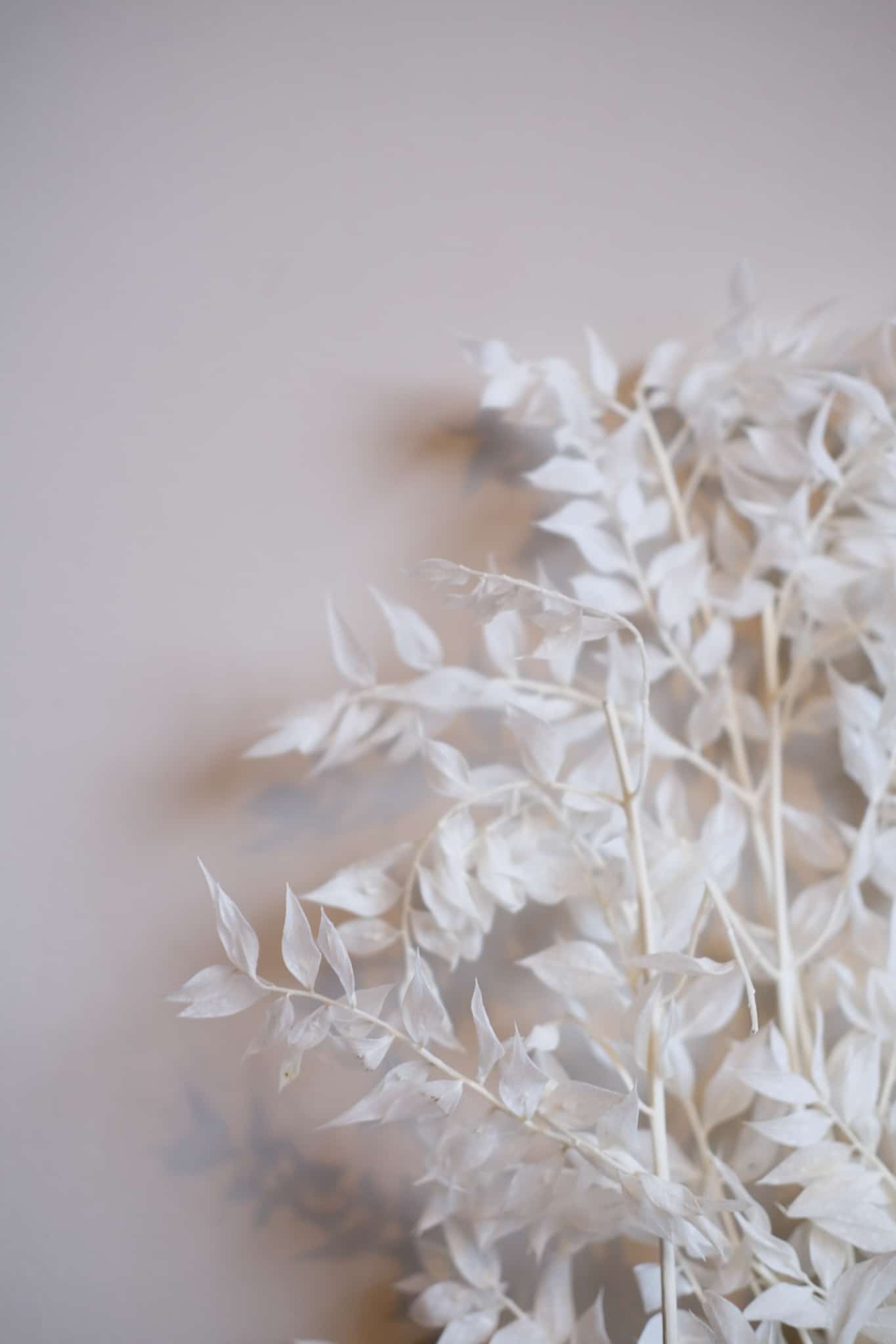 White Dried and Preserved Ruscus