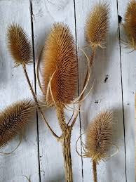 Dried Natural Teasel