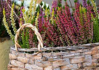 Scottish Heather