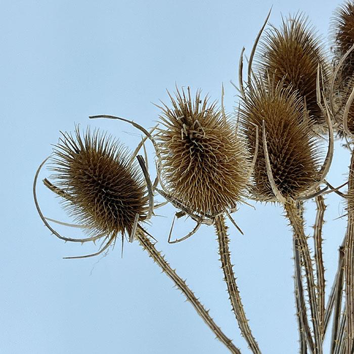 Dried Natural Teasel