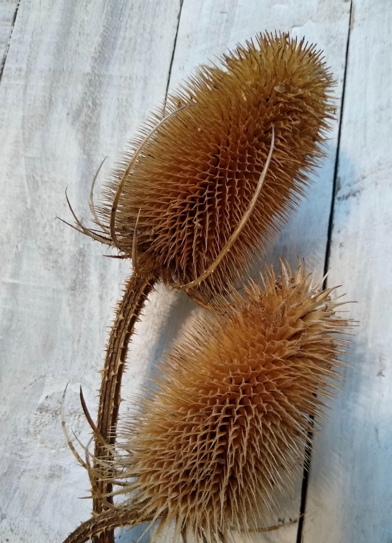 Dried Natural Teasel