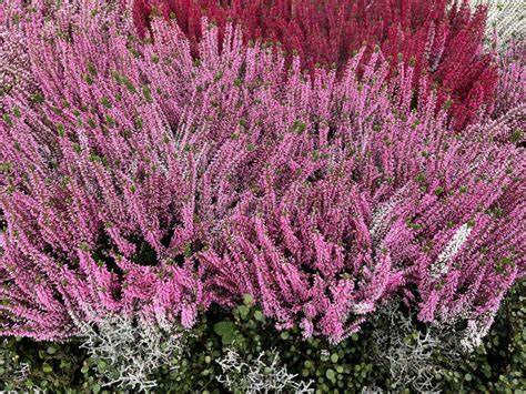 Scottish Heather