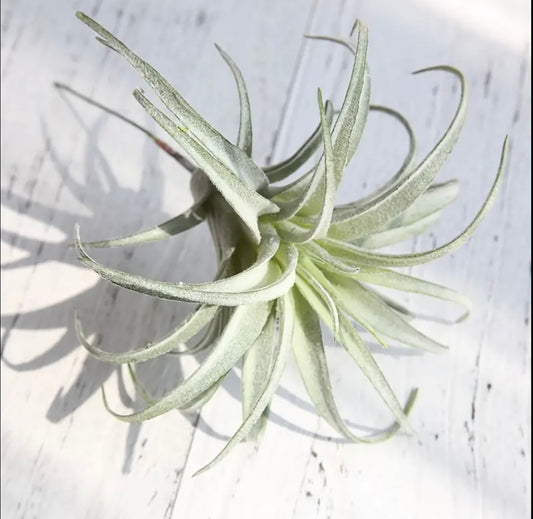 Faux Tillandsia Air Plant
