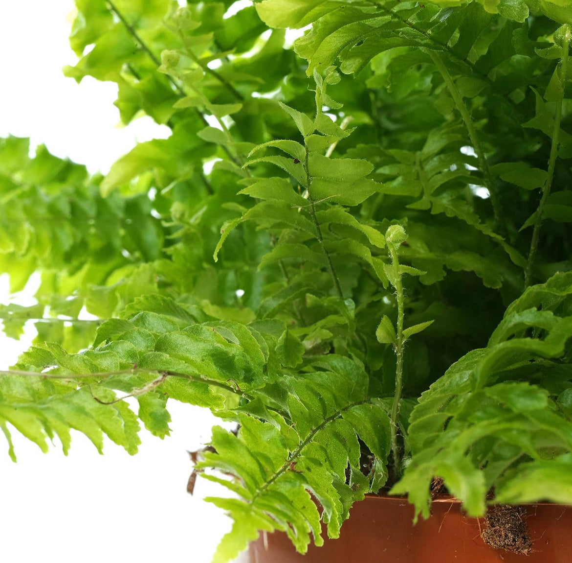 Boston Fern