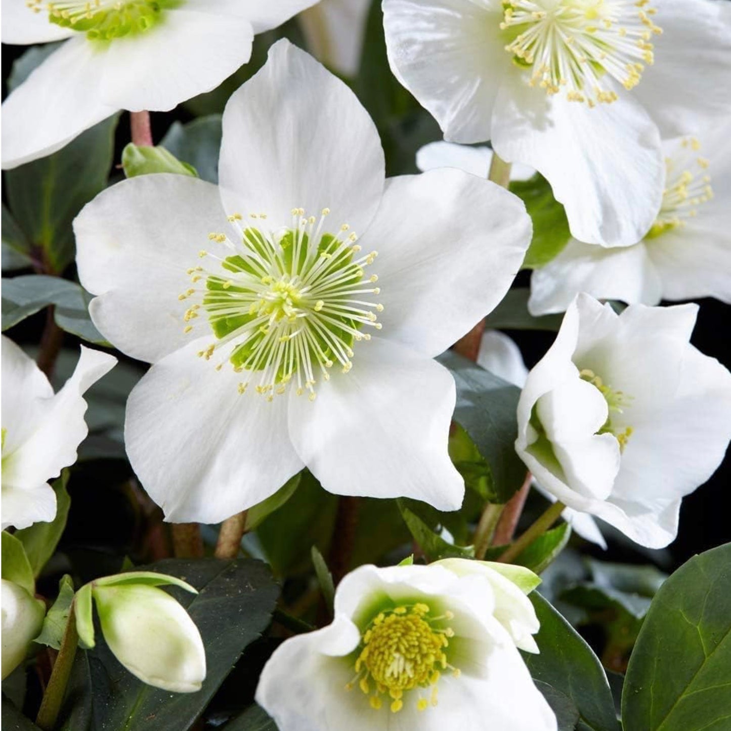 Hellebore Christmas Carol
