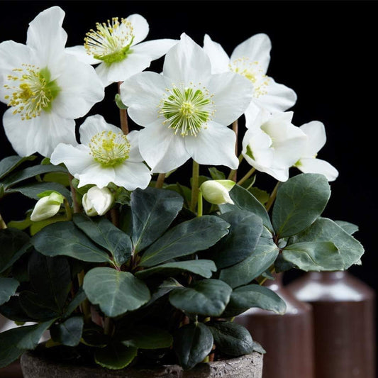 Hellebore Christmas Carol