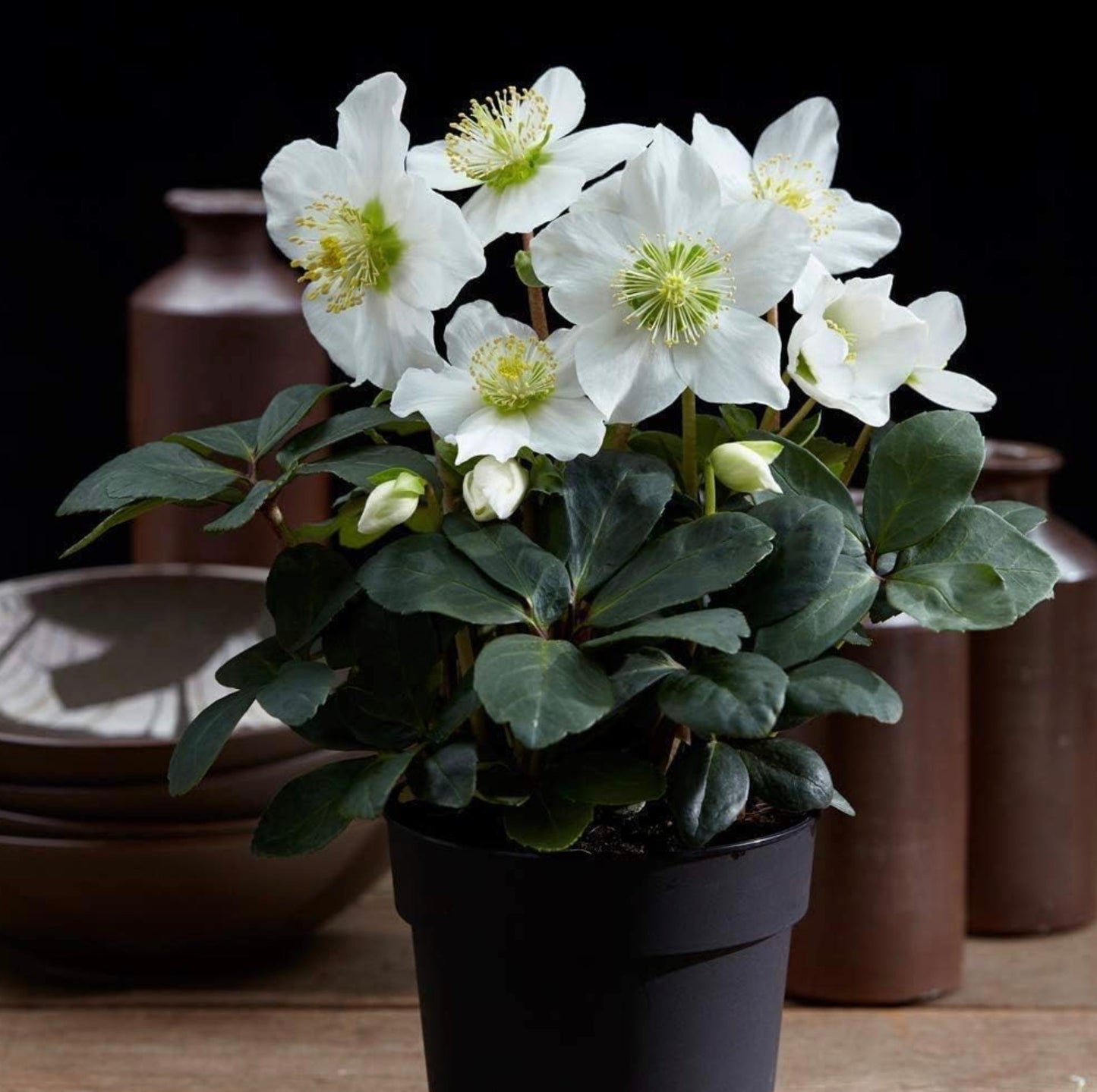 Hellebore Christmas Carol