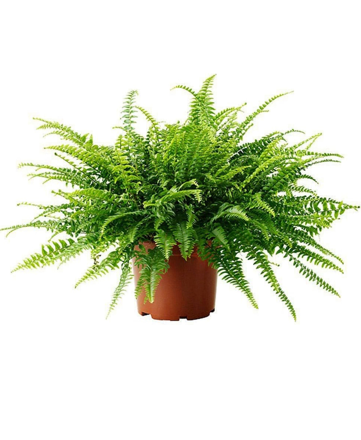 Boston Fern