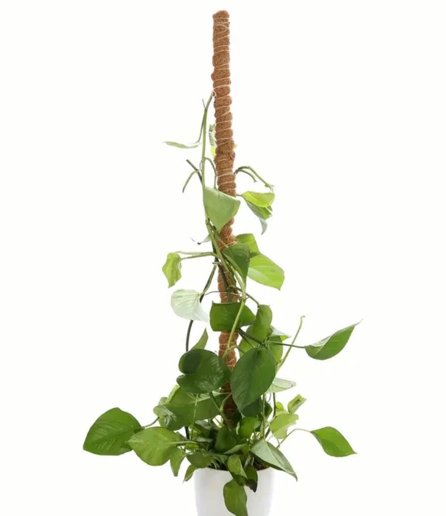 Tall Coconut Coir Pole with a Golden Pothos vine climbing up it planted in a decorative white planter pot
