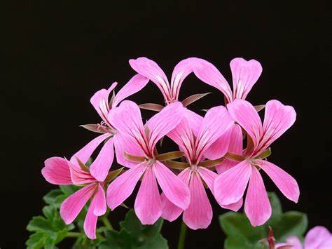 Trailing Pelargonium