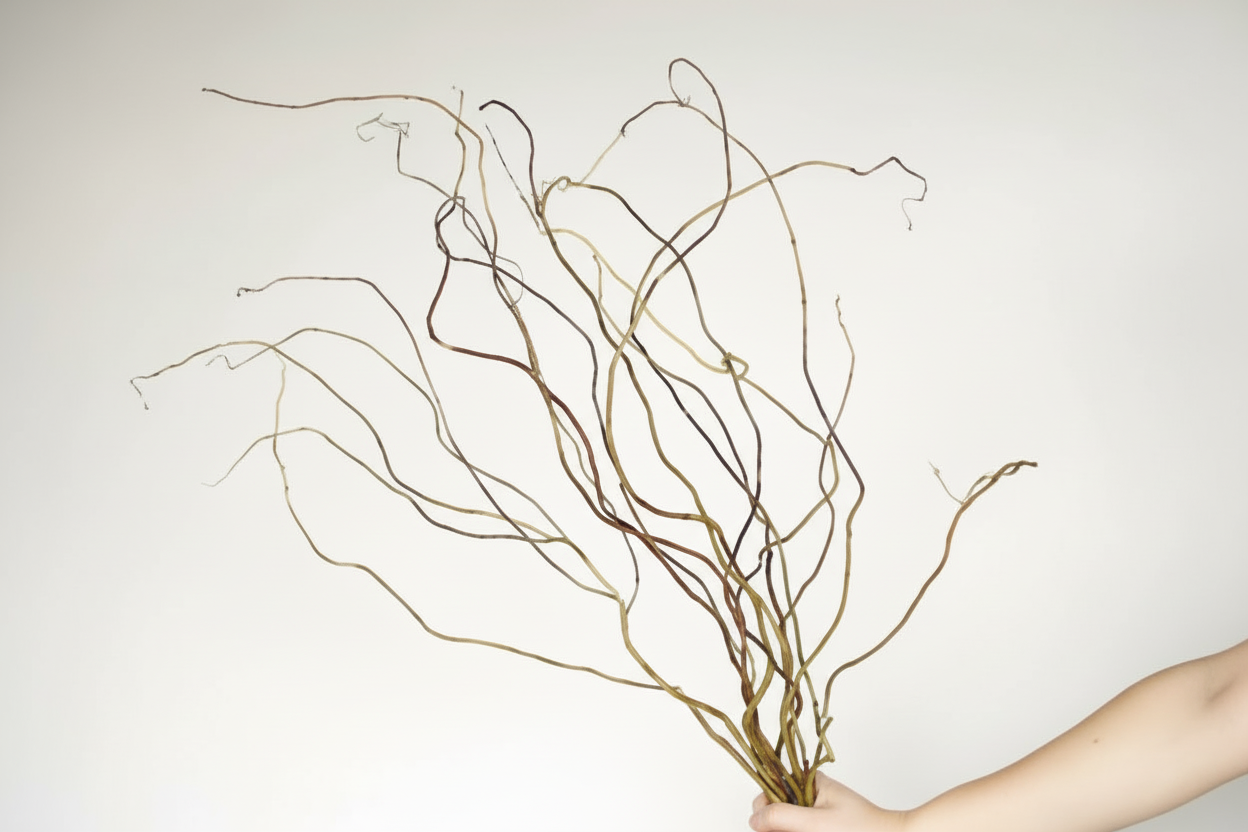 Curly/ Twisted Willow