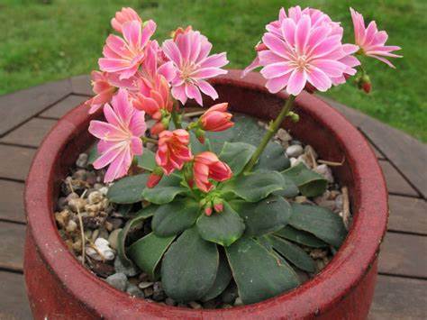 Lewisa cotyledon Plant