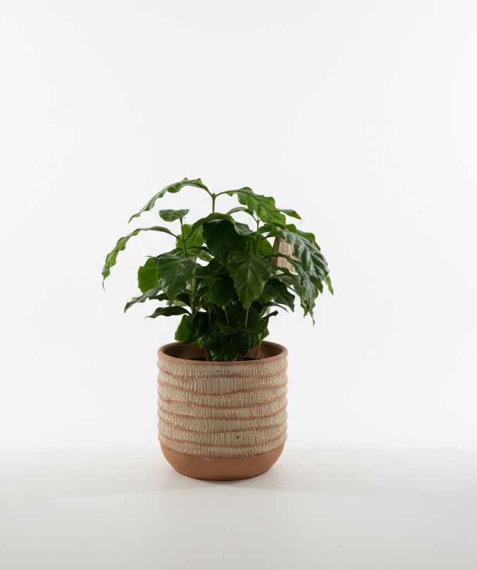 Coffee Arabica Plant