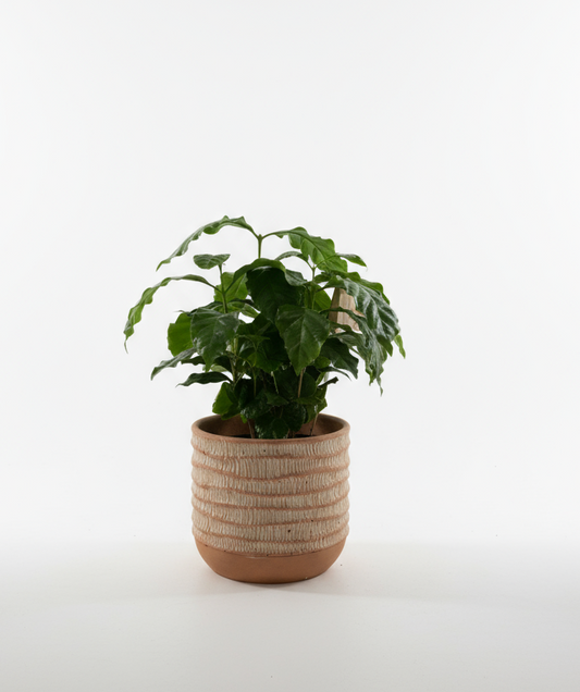 Coffee Arabica Plant