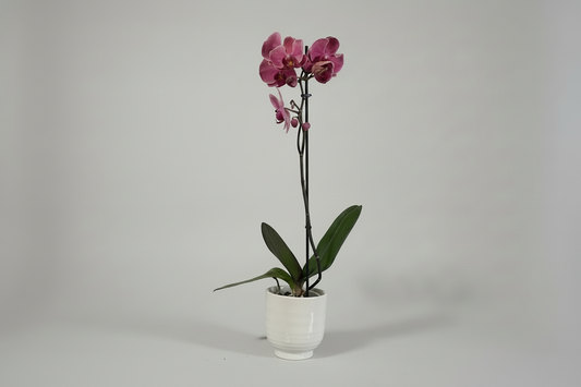 Pink Potted Orchid