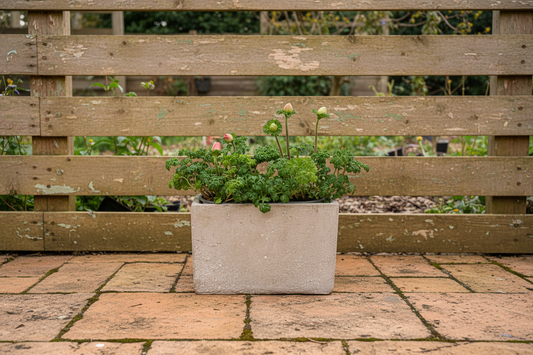Ranunculus Concrete planter