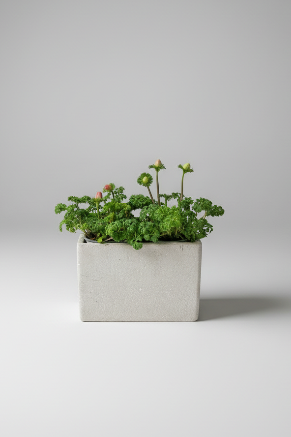 Ranunculus Concrete planter