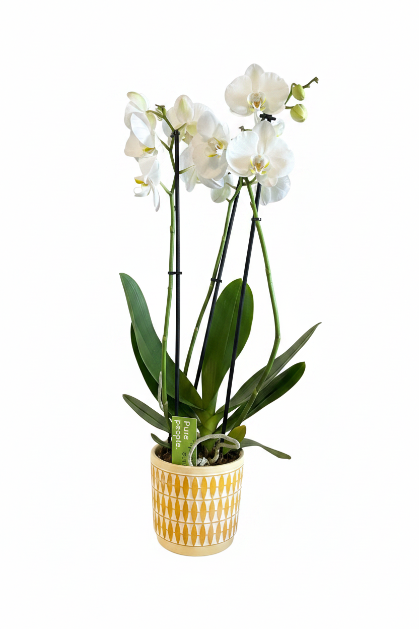 Orchid in Decorative pot