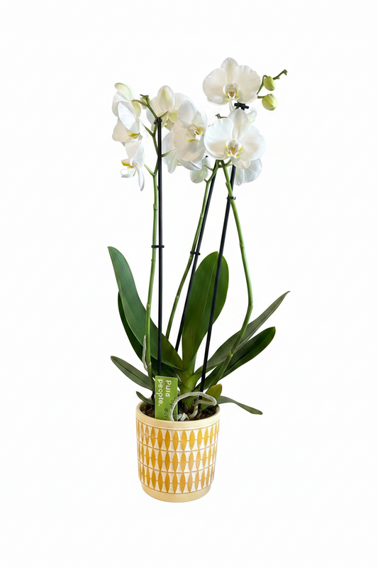 Orchid in Decorative pot