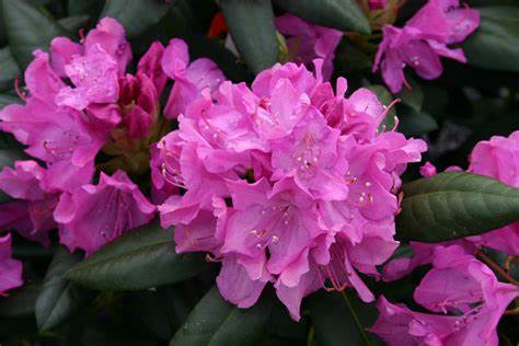 Rhododendron