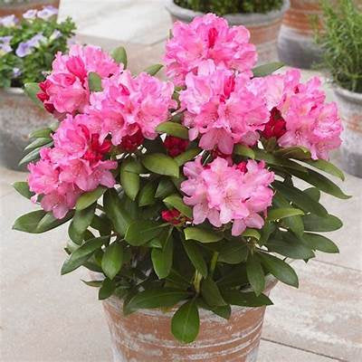 Rhododendron
