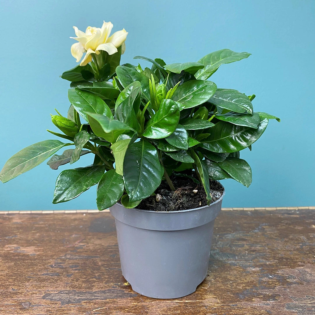 Gardenia Jasminoides