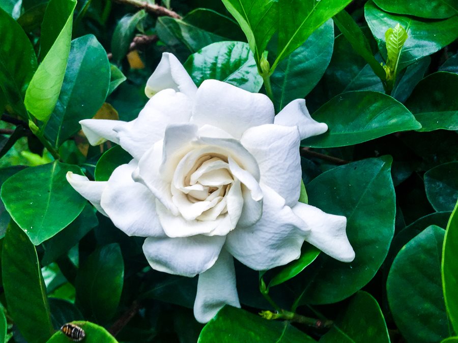 Gardenia Jasminoides