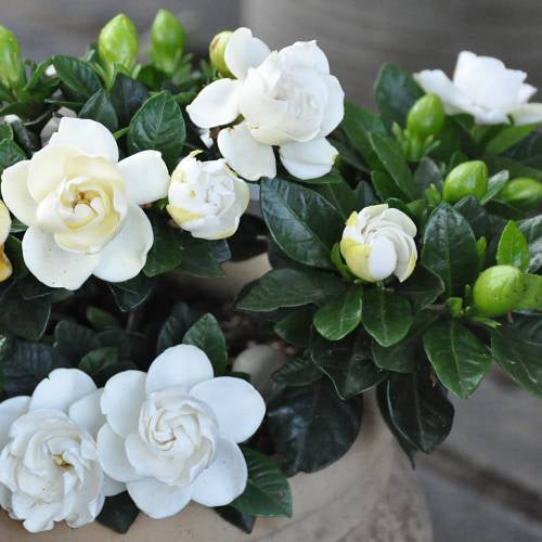 Gardenia Jasminoides