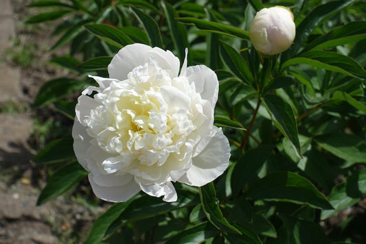 Peony Plant