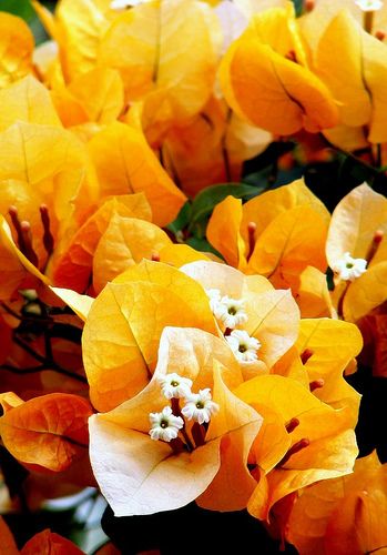 Bougainvillea