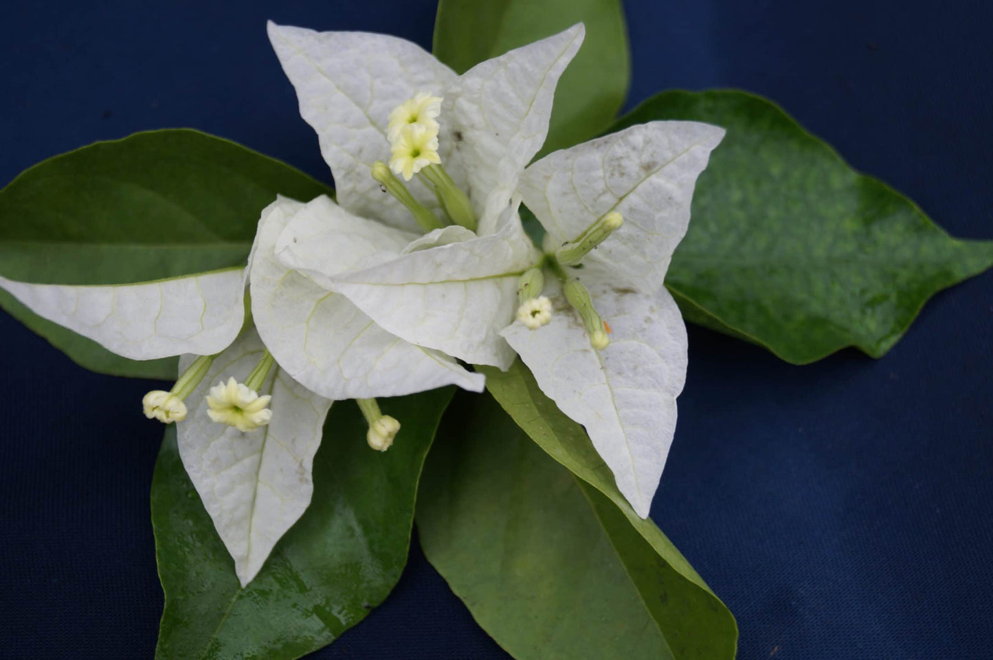 Bougainvillea