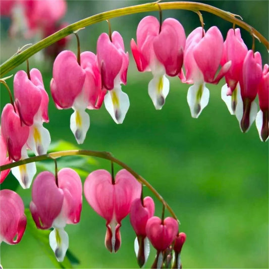 Bleeding Heart plant
