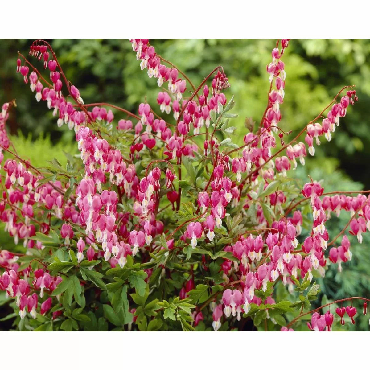 Bleeding Heart plant