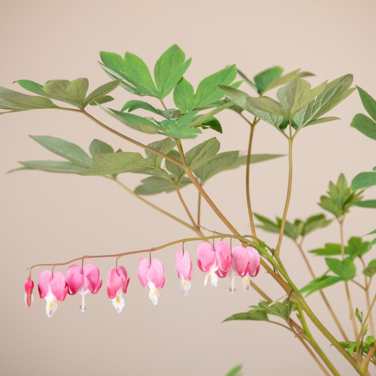 Bleeding Heart plant