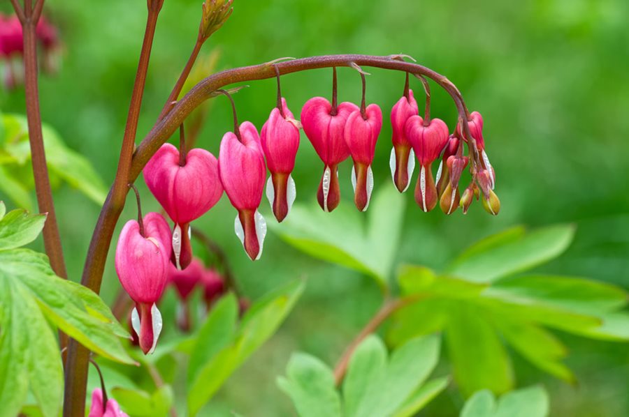 Bleeding Heart plant