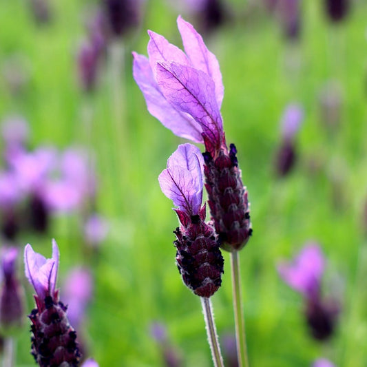 French Lavender