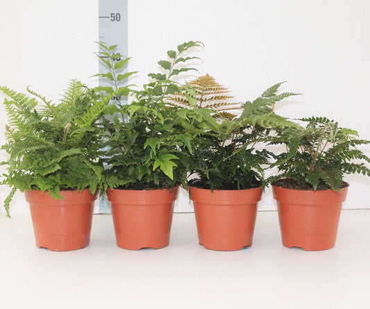 Mixed Ferns