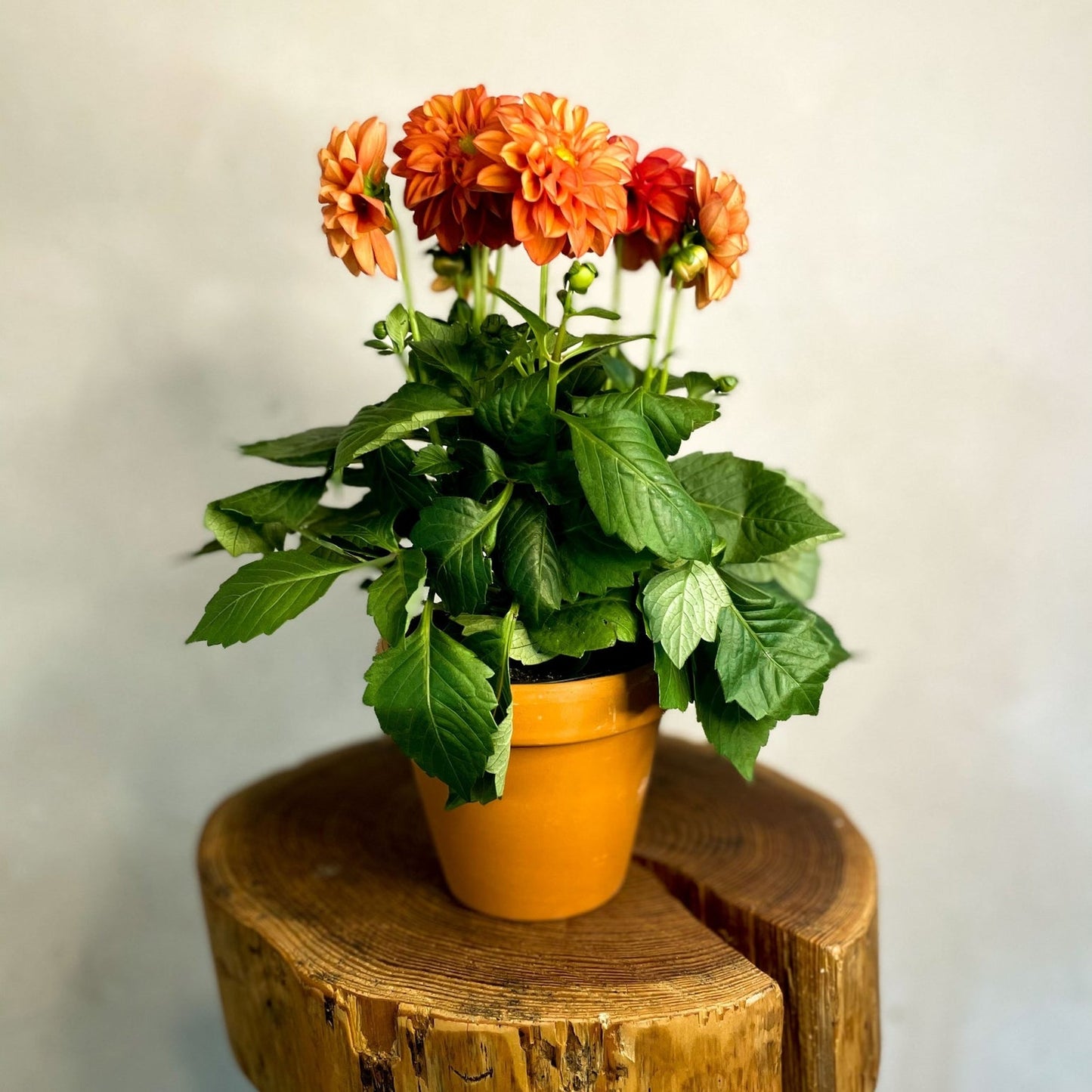 Dahlia Orange