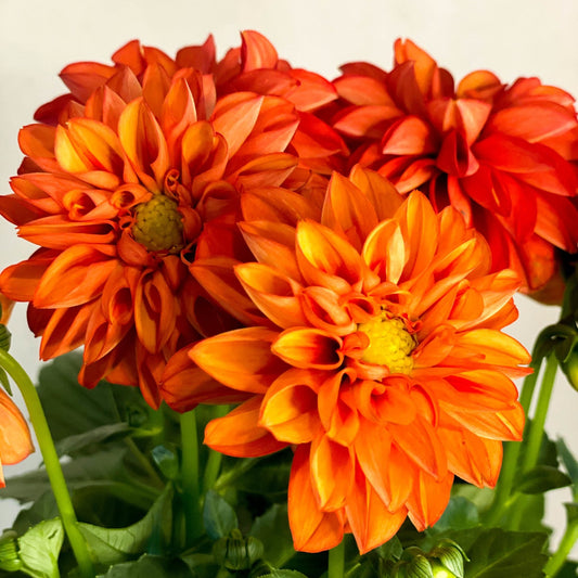 Dahlia Orange