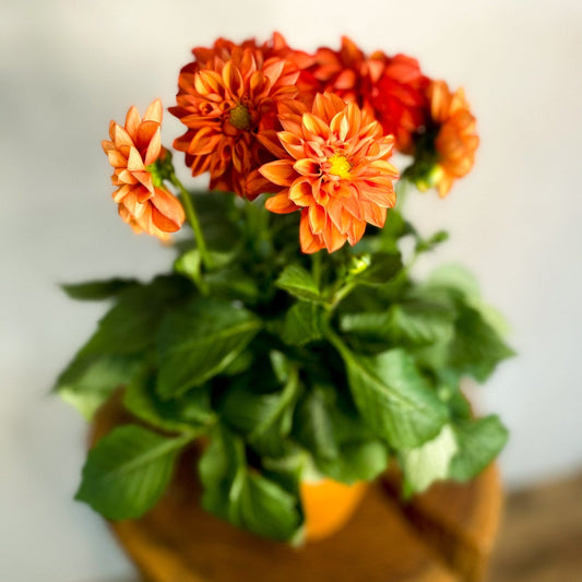 Dahlia Orange