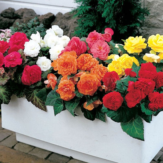Begonia Tuberosau