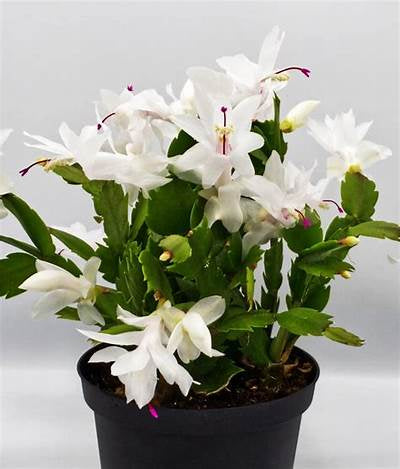 Christmas Cactus