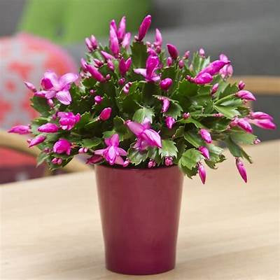 Christmas Cactus