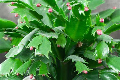 Christmas Cactus