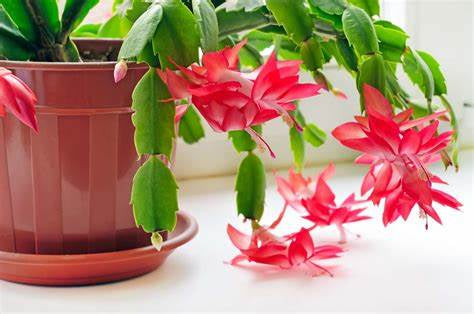 Christmas Cactus