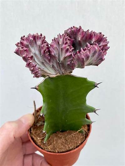 Euphorbia Lac Cristata