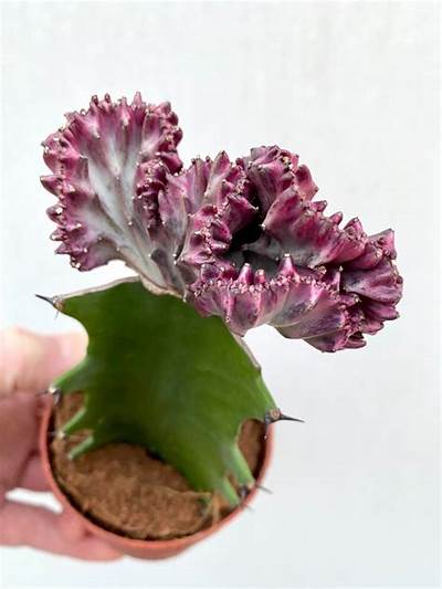 Euphorbia Lac Cristata