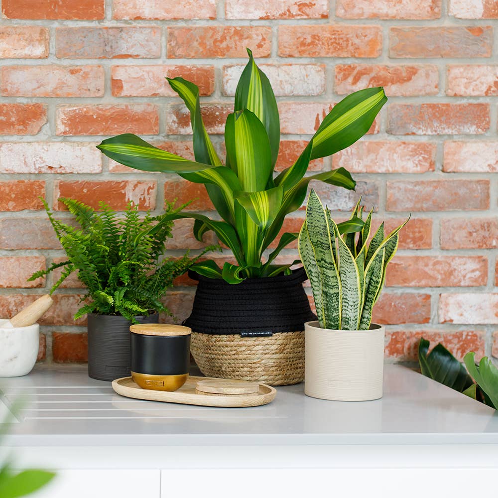 British Grown Boston Fern